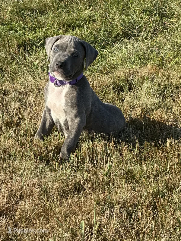 Ez – Staffordshire Bull Terrier puppy for sale in Massachusetts 