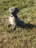 Ez, a male Staffordshire Bull Terrier for sale in Massachusetts, MASSACHUSETTS – 1 of 1