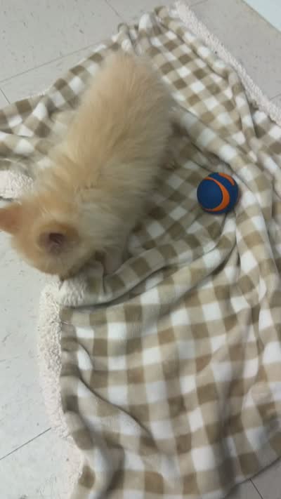 Sky, a male Pomeranian for sale in Hazleton, PA – 2 of 2