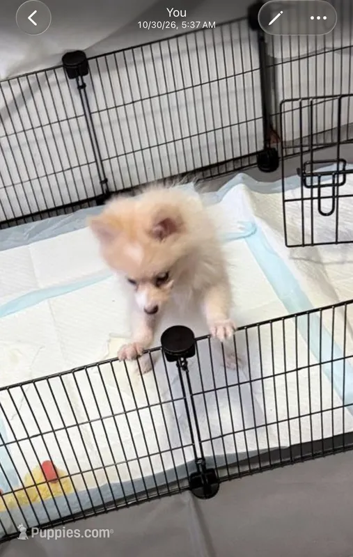 Sky – Pomeranian puppy for sale in Hazleton, PA