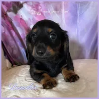 Lancelot of Camelot , a male Miniature Dachshund for sale in Scappoose, OR – Photo 3 of 3