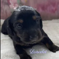 Lancelot of Camelot , a male Miniature Dachshund for sale in Scappoose, OR – Photo 2 of 3