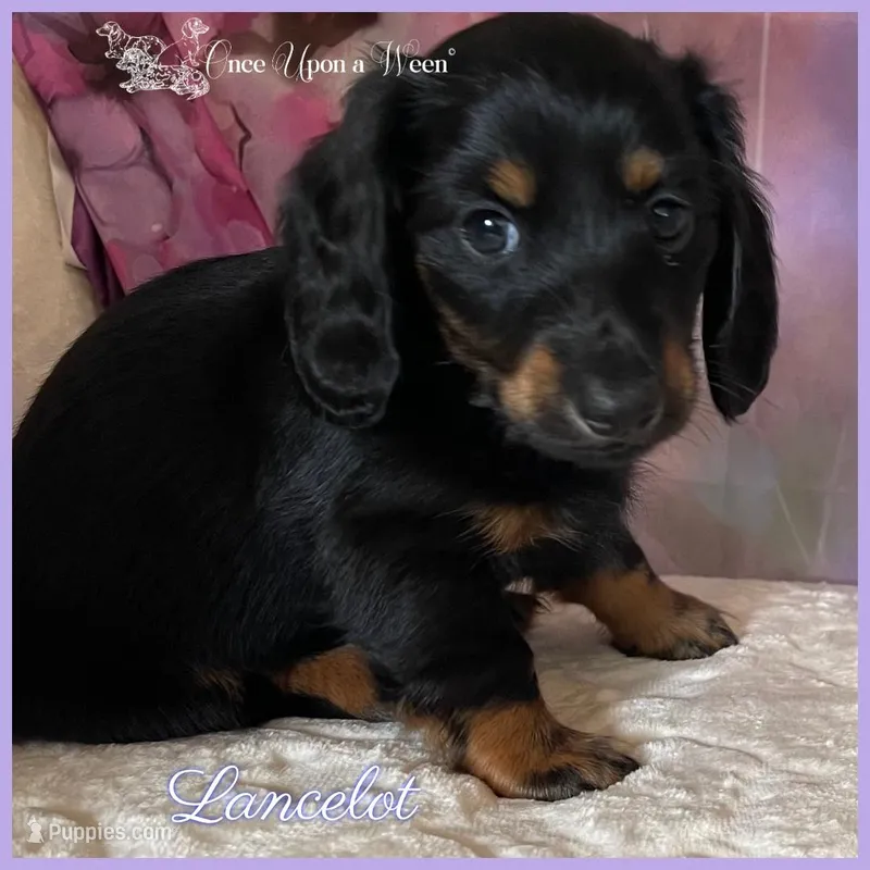 Lancelot of Camelot  – Miniature Dachshund puppy for sale in Scappoose, OR