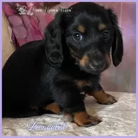 Lancelot of Camelot , a male Miniature Dachshund for sale in Scappoose, OR – Photo 1 of 3