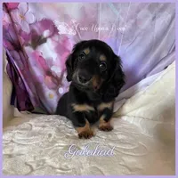 Galahad of Camelot , a male Miniature Dachshund for sale in Scappoose, OR – Photo 1 of 3