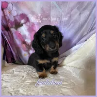 Galahad of Camelot , a male Miniature Dachshund for sale in Scappoose, OR – Photo 2 of 3