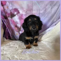 Galahad of Camelot , a male Miniature Dachshund for sale in Scappoose, OR – Photo 3 of 3