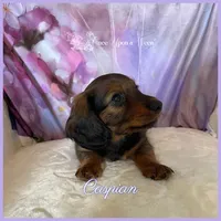 Caspian of Camelot , a male Miniature Dachshund for sale in Scappoose, OR – Photo 3 of 4