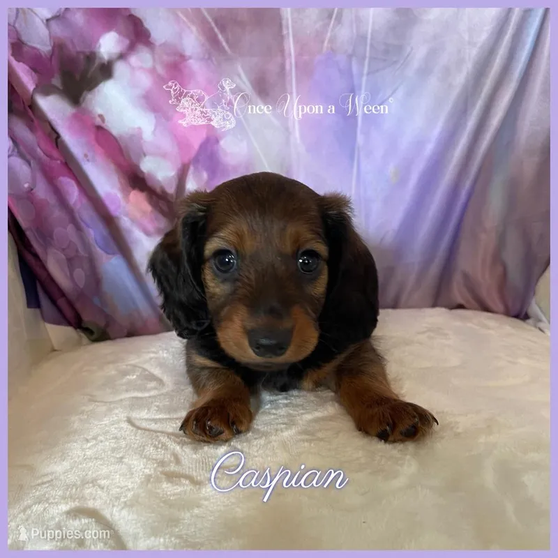 Caspian of Camelot  – Miniature Dachshund puppy for sale in Scappoose, OR
