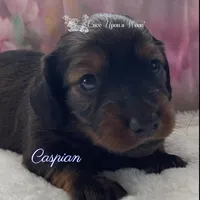 Caspian of Camelot , a male Miniature Dachshund for sale in Scappoose, OR – Photo 4 of 4