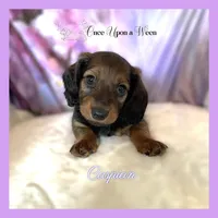 Caspian of Camelot , a male Miniature Dachshund for sale in Scappoose, OR – Photo 2 of 4