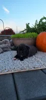 Bear, a male Puggle for sale in Withee, WI – 2 of 4