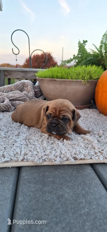 Cinnamon  – Puggle puppy for sale in Withee, WI