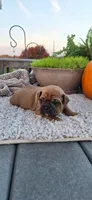 Cinnamon , a female Puggle for sale in Withee, WI – 1 of 4