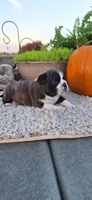 Banjo, a male Puggle for sale in Withee, WI – 2 of 3