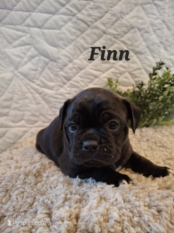 Finn