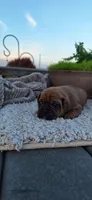 Cinnamon , a female Puggle for sale in Withee, WI – 3 of 4