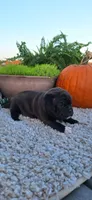 Bear, a male Puggle for sale in Withee, WI – 3 of 4