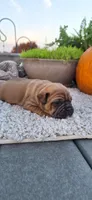 Cinnamon , a female Puggle for sale in Withee, WI – 2 of 4