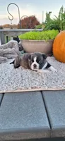 Banjo, a male Puggle for sale in Withee, WI – 3 of 3