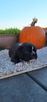 Rocket, a male Puggle for sale in Withee, WI – 2 of 3