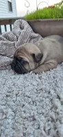 Adam, a male Puggle for sale in Withee, WI – 1 of 4