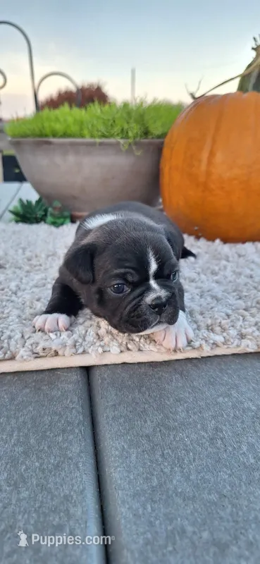Rocket – Puggle puppy for sale in Withee, WI