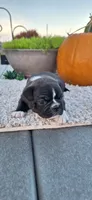 Rocket, a male Puggle for sale in Withee, WI – 1 of 3