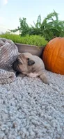 Adam, a male Puggle for sale in Withee, WI – 3 of 4