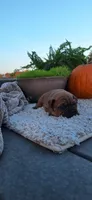 Cinnamon , a female Puggle for sale in Withee, WI – 4 of 4