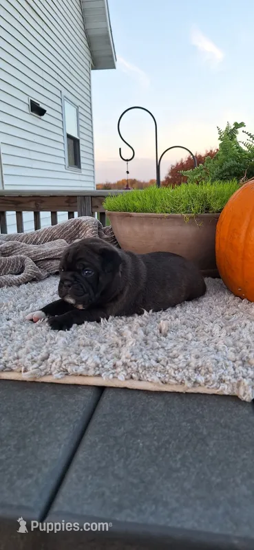 Bear – Puggle puppy for sale in Withee, WI