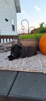 Bear, a male Puggle for sale in Withee, WI – 1 of 4
