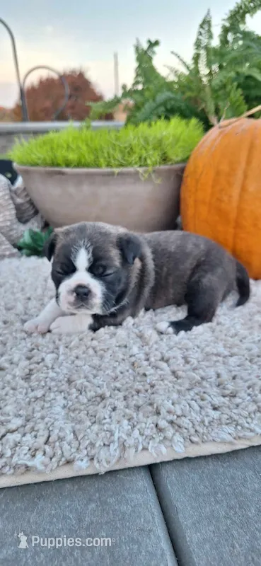 Banjo – Puggle puppy for sale in Withee, WI