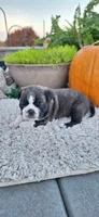 Banjo, a male Puggle for sale in Withee, WI – 1 of 3