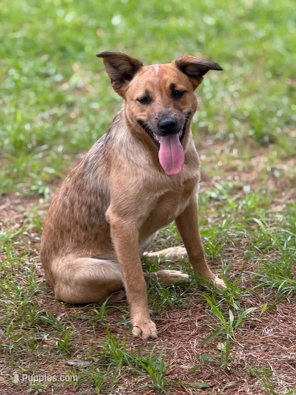 Ginny Lou – Australian Cattle Dog puppy for sale in Bossier City, LA