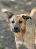 Ginny Lou, a female Australian Cattle Dog for sale in Bossier City, LA – 2 of 3