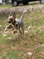 Ginny Lou, a female Australian Cattle Dog for sale in Bossier City, LA – 3 of 3