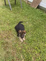 Bella, a female German Shepherd Dog for sale in Lawrenceburg, TN – 7 of 7