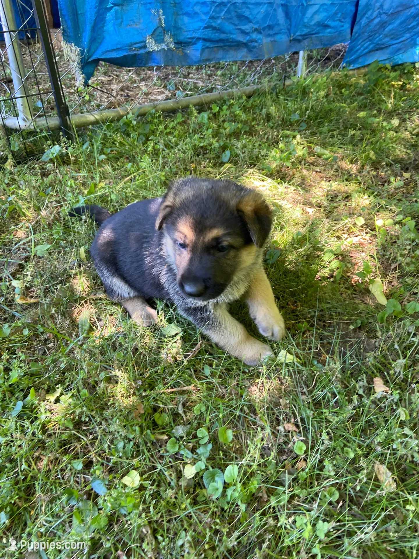 Sadie , a female German Shepherd Dog for sale in Lawrenceburg, TN – Photo 3 of 5
