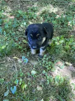 Roxy, a female German Shepherd Dog for sale in Lawrenceburg, TN – Photo 2 of 5