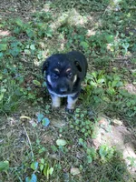 Roxy, a female German Shepherd Dog for sale in Lawrenceburg, TN – Photo 4 of 5
