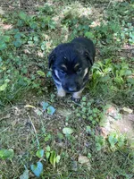 Roxy, a female German Shepherd Dog for sale in Lawrenceburg, TN – Photo 3 of 5