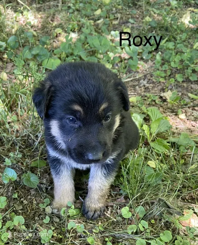 Roxy – German Shepherd Dog puppy for sale in Lawrenceburg, TN