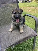 Bella, a female German Shepherd Dog for sale in Lawrenceburg, TN – 6 of 7