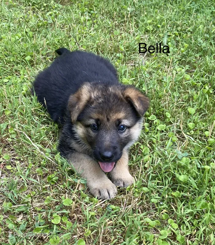 Bella – German Shepherd Dog puppy for sale in Lawrenceburg, TN
