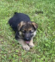 Bella, a female German Shepherd Dog for sale in Lawrenceburg, TN – 1 of 7