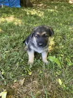 Sadie , a female German Shepherd Dog for sale in Lawrenceburg, TN – Photo 4 of 5