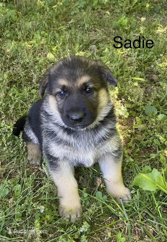 Sadie  – German Shepherd Dog puppy for sale in Lawrenceburg, TN