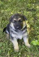 Sadie , a female German Shepherd Dog for sale in Lawrenceburg, TN – Photo 1 of 5
