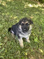 Sadie , a female German Shepherd Dog for sale in Lawrenceburg, TN – Photo 2 of 5